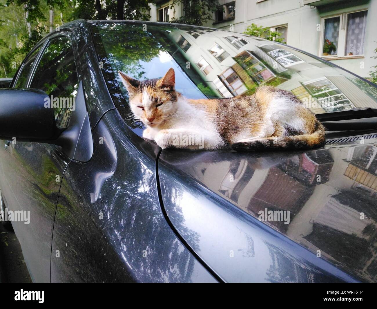 Cat Sleeping On Car Hood Against Building Stock Photo Alamy