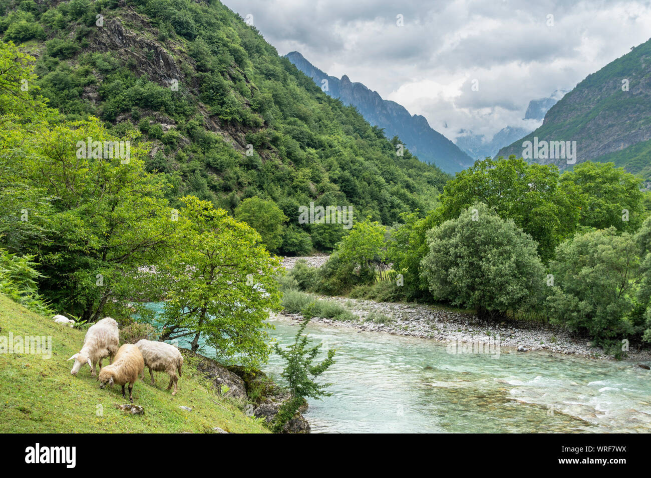 Sheep grazing  in the Valbona River Valley, at Dragobi in the Valbona National Park,  in North eastern Albania, Stock Photo