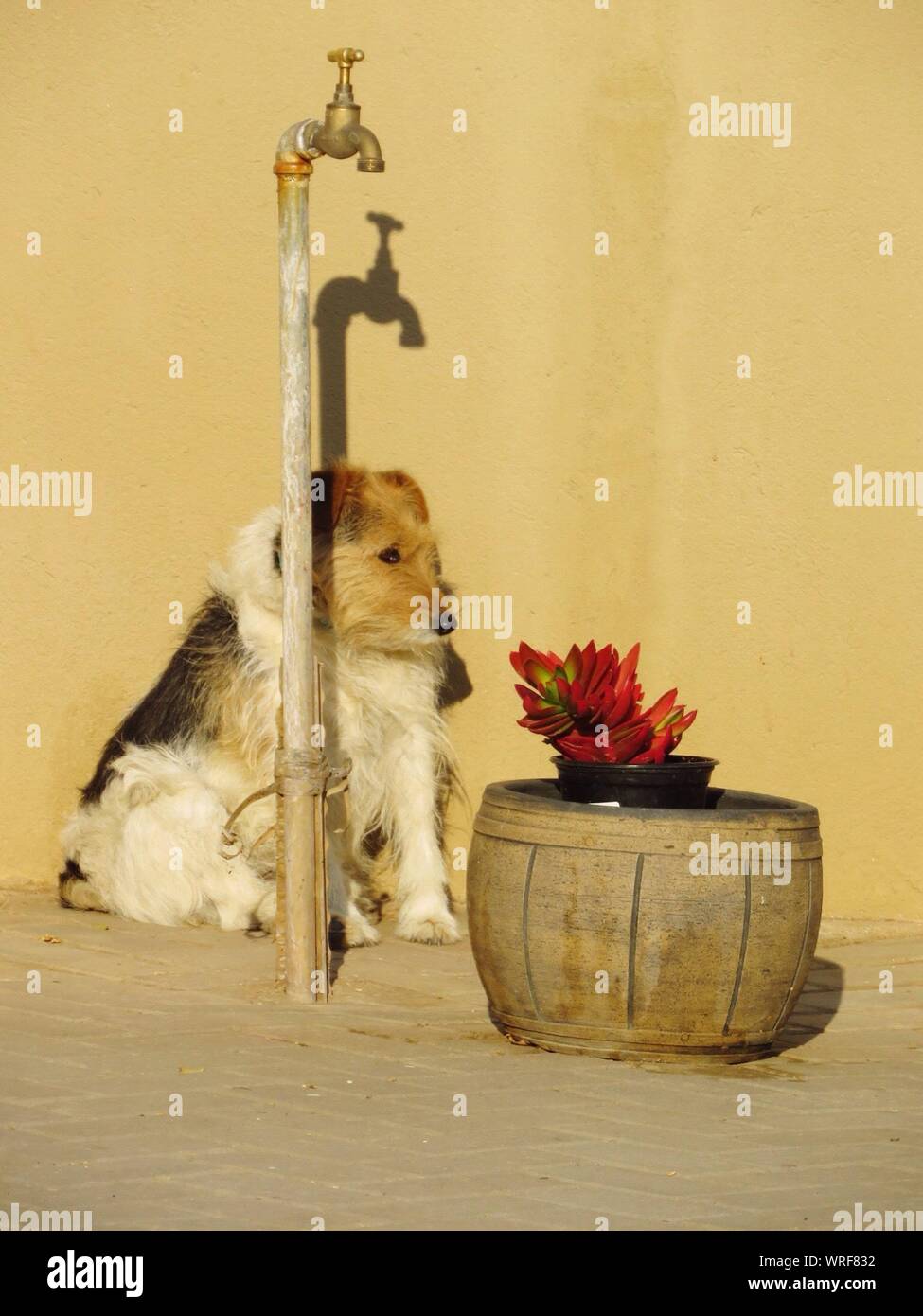 dog faucet