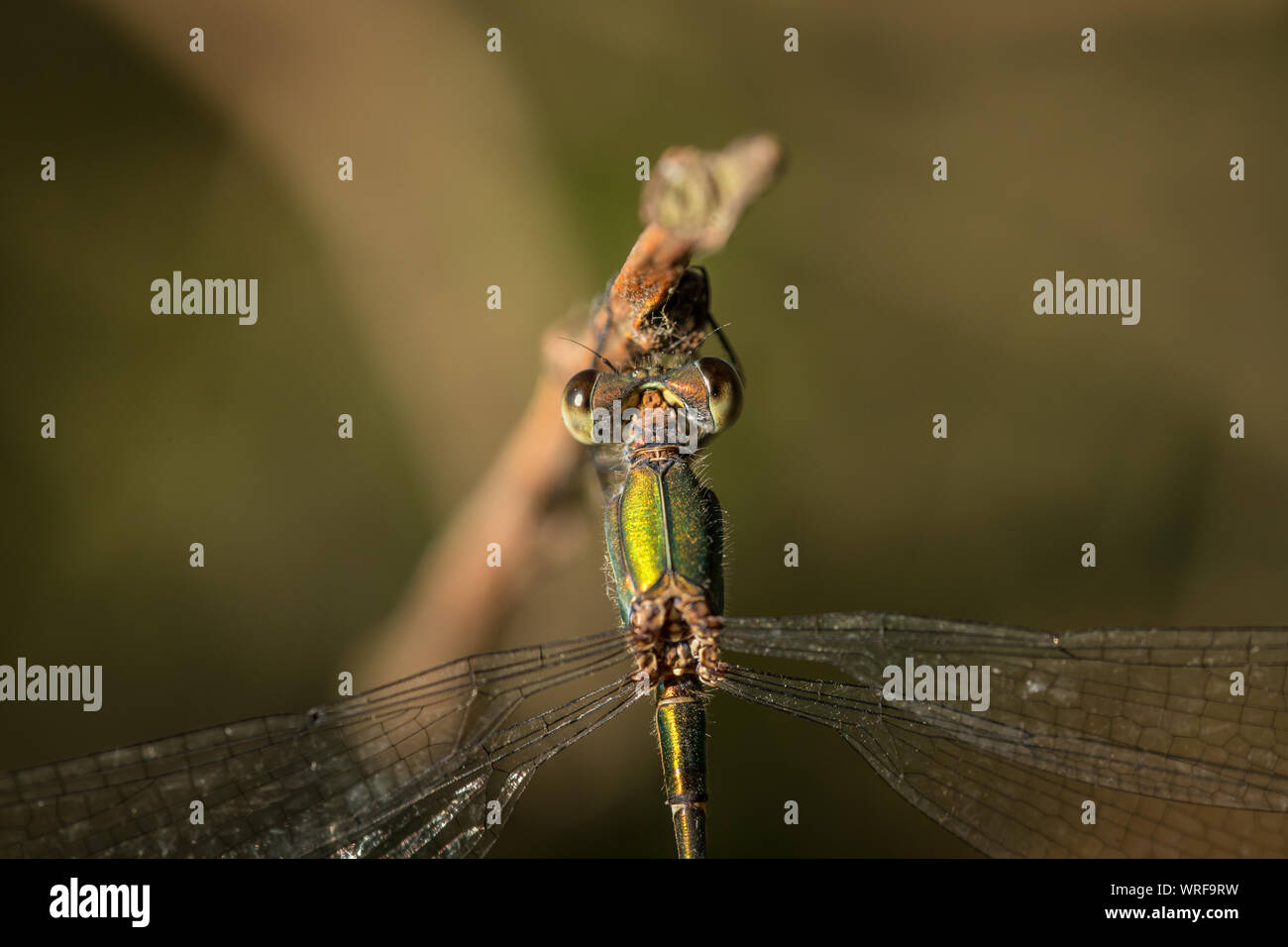 Close-up of a Willow Emerald Damselfly Stock Photo