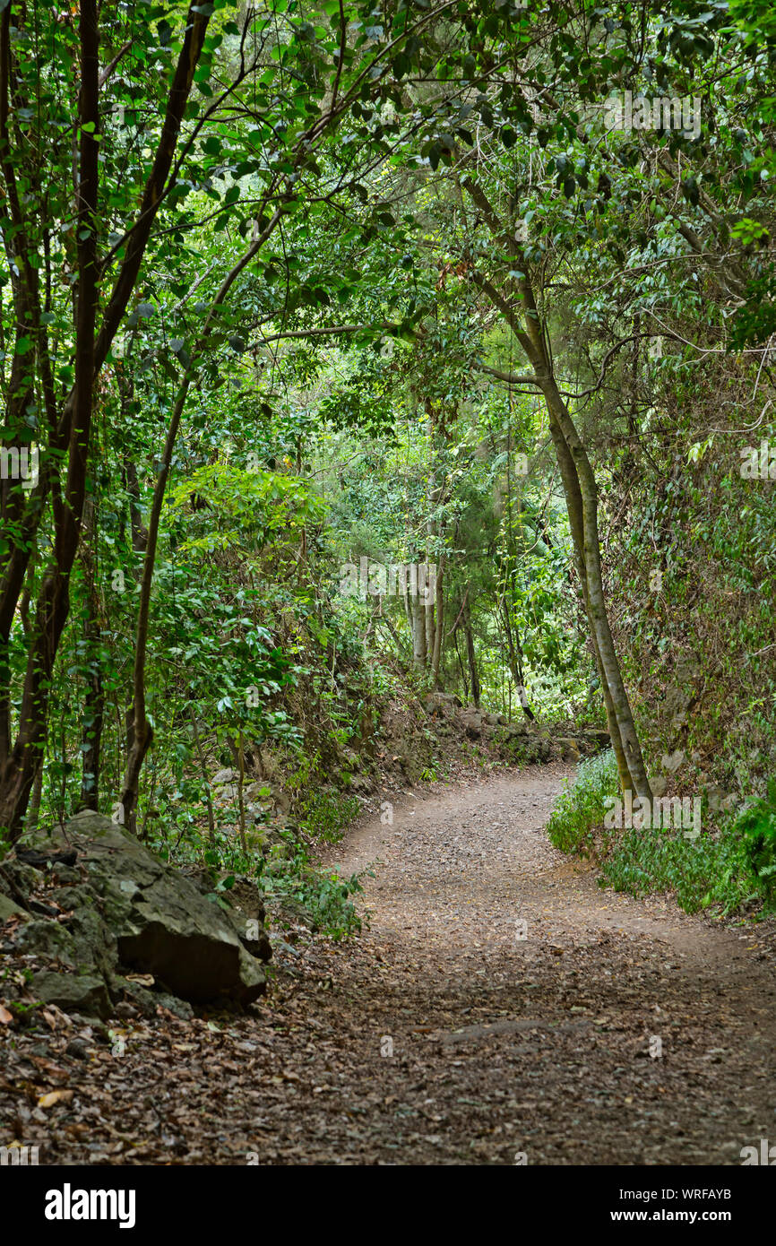Trail through the rain forest canyon of Los Tilos in La Palma, Spain. Stock Photo