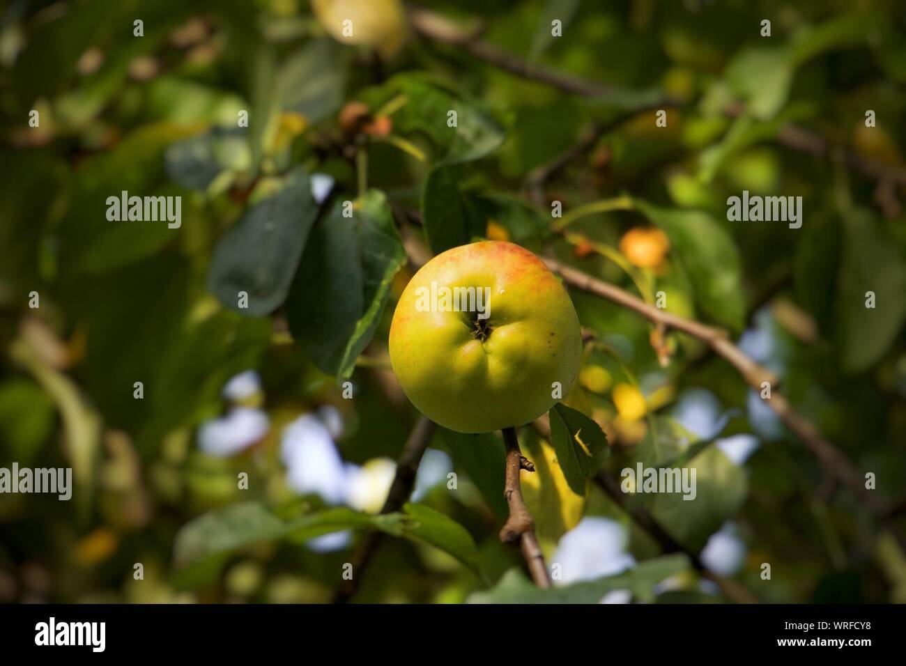 Low hanging fruit hires stock photography and images Alamy
