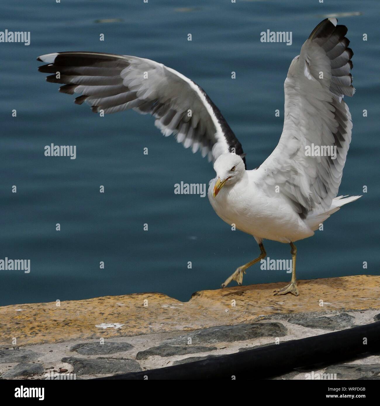 Seagull With Spread Wings Stock Photo