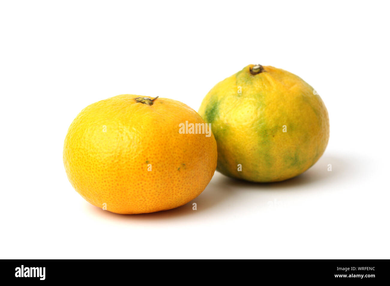 mandarin satsuma orange isolated on white background Stock Photo Alamy
