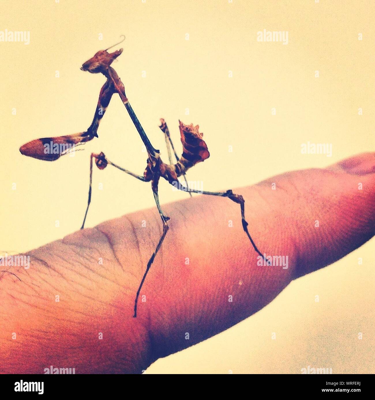 Preying Mantis On Finger Stock Photo