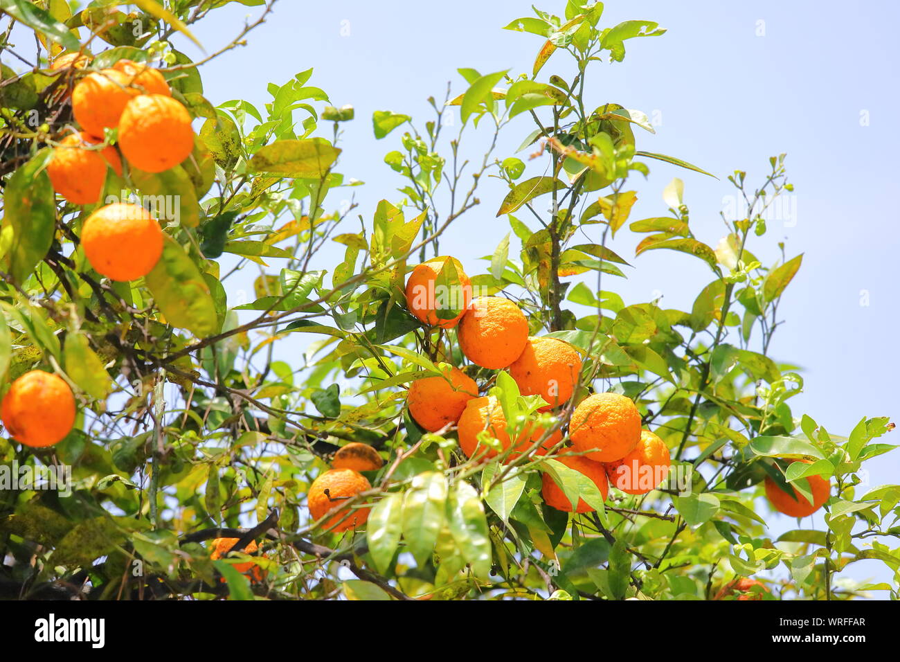 Orange tree in Orange Trees Garden Giardino degli aranci Rome Italy Stock Photo