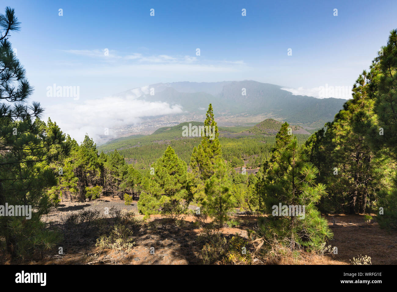 View over the pine forest of the Cumbre Vieja down to the El Paso valley in La Palma, Spain. Stock Photo