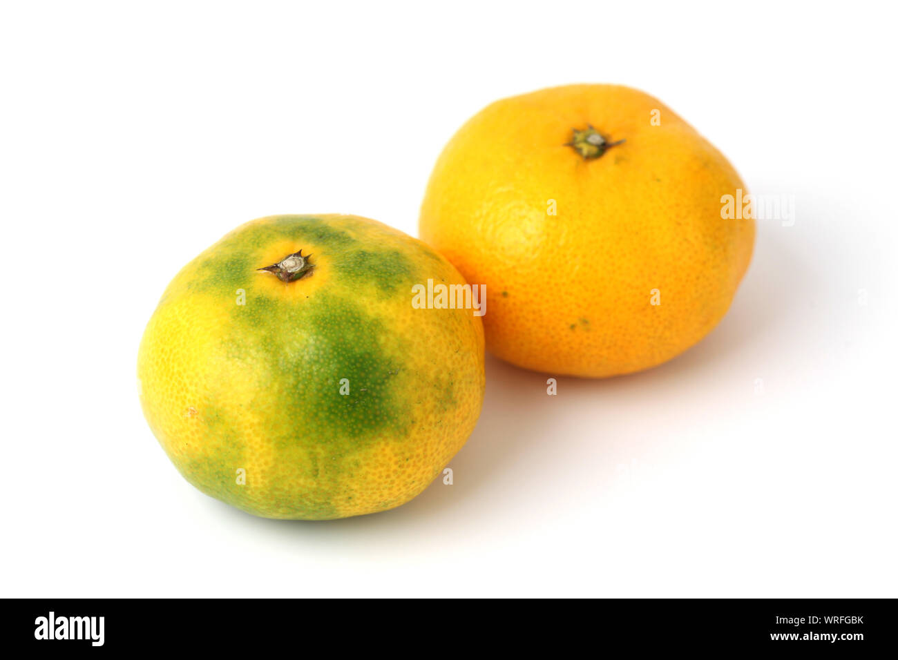 Satsuma satsuma mandarin fruit hires stock photography and images Alamy