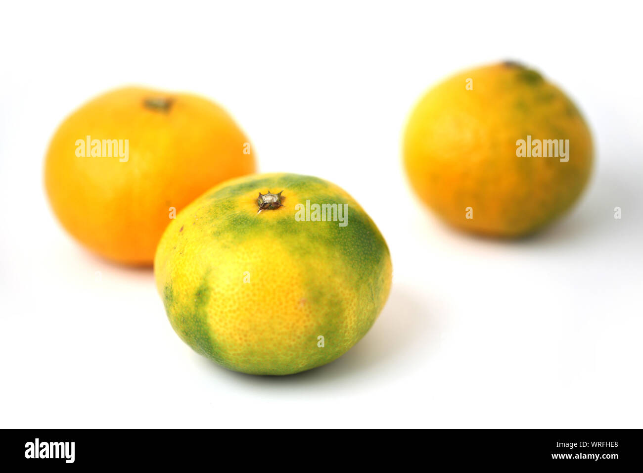 mandarin satsuma orange isolated on white background Stock Photo Alamy