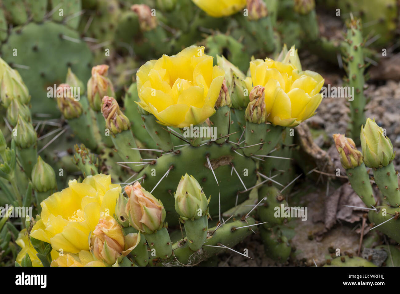 Schwarzbraundorniger Feigenkaktus, Feigenkaktus, Opuntie, Opuntia phaeacantha, prickly pear cactus, tulip prickly pear, desert prickly pear, Kaktus, K Stock Photo