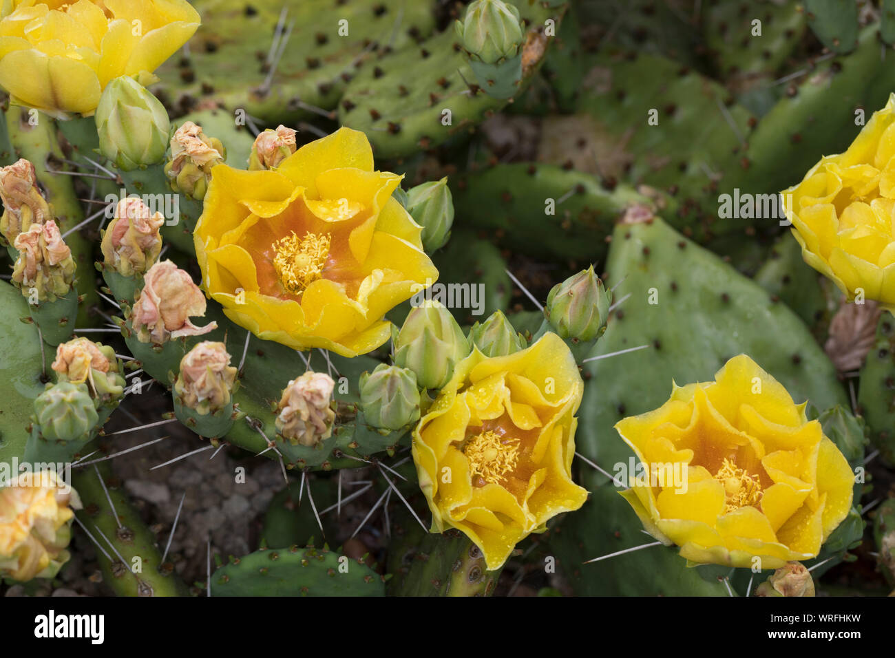 Schwarzbraundorniger Feigenkaktus, Feigenkaktus, Opuntie, Opuntia phaeacantha, prickly pear cactus, tulip prickly pear, desert prickly pear, Kaktus, K Stock Photo