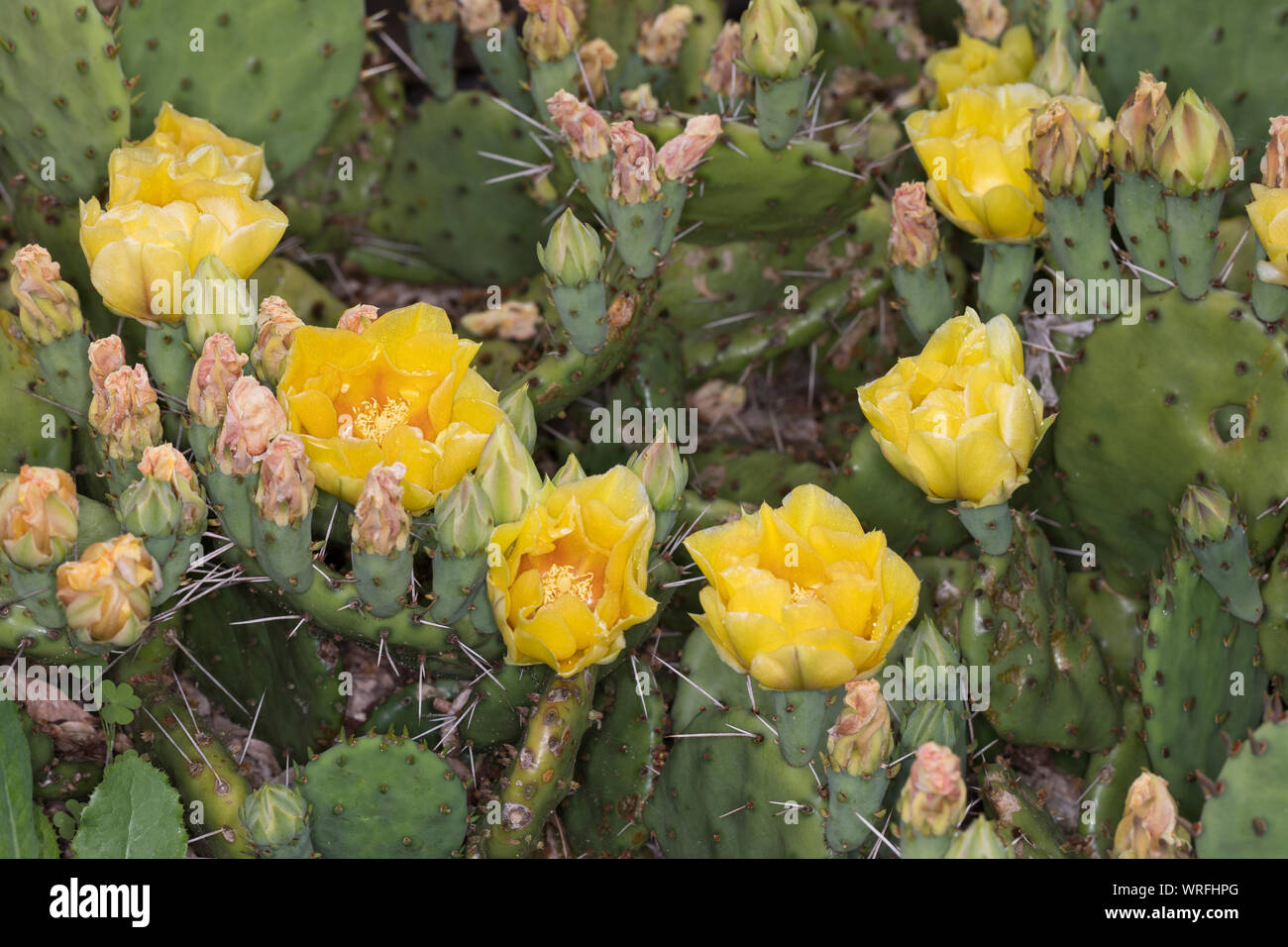 Schwarzbraundorniger Feigenkaktus, Feigenkaktus, Opuntie, Opuntia phaeacantha, prickly pear cactus, tulip prickly pear, desert prickly pear, Kaktus, K Stock Photo