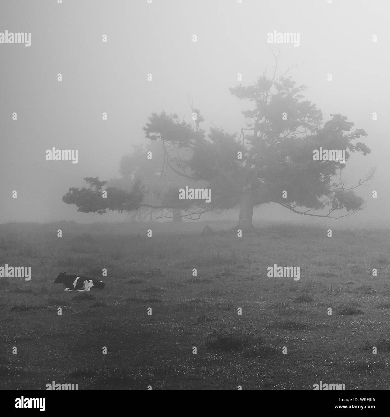 Cow Sitting On Grassy Field By Trees In Foggy Weather Stock Photo
