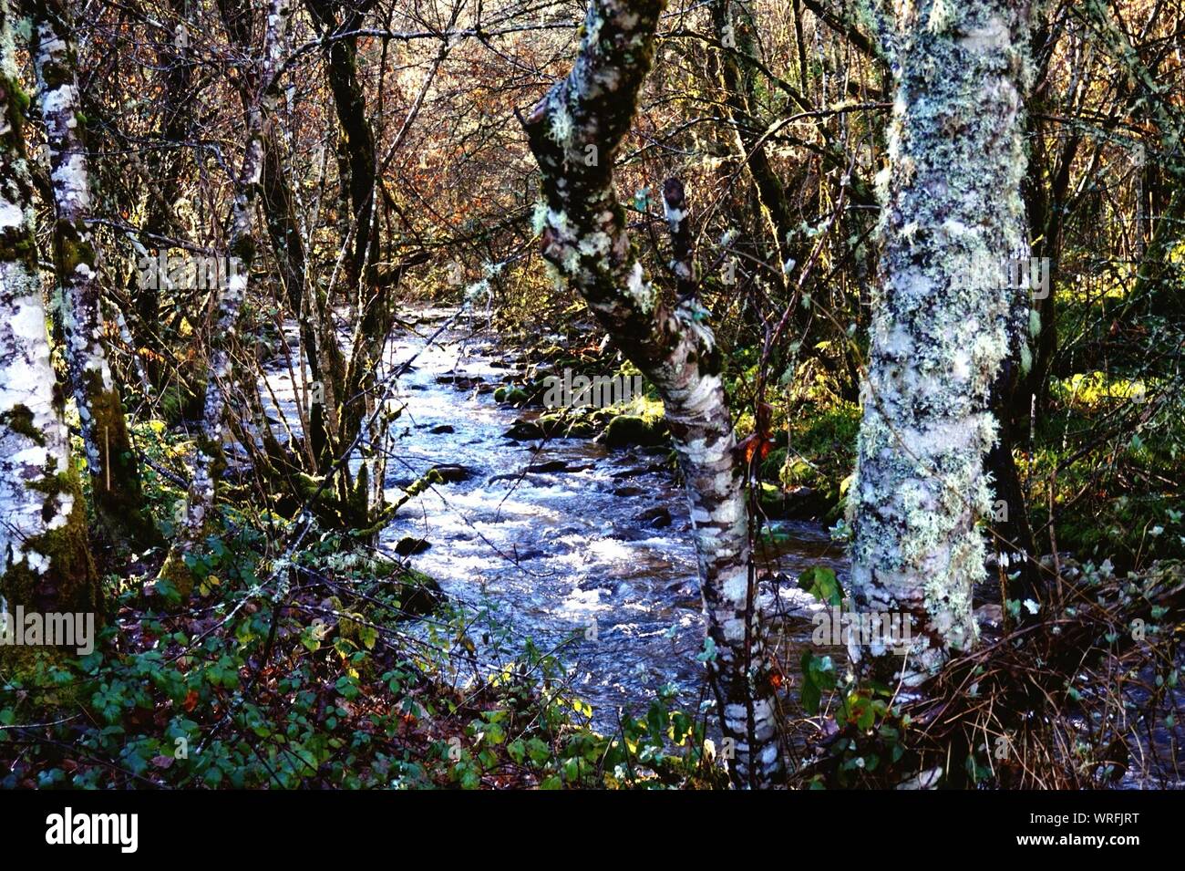 River stream forest hi-res stock photography and images - Alamy