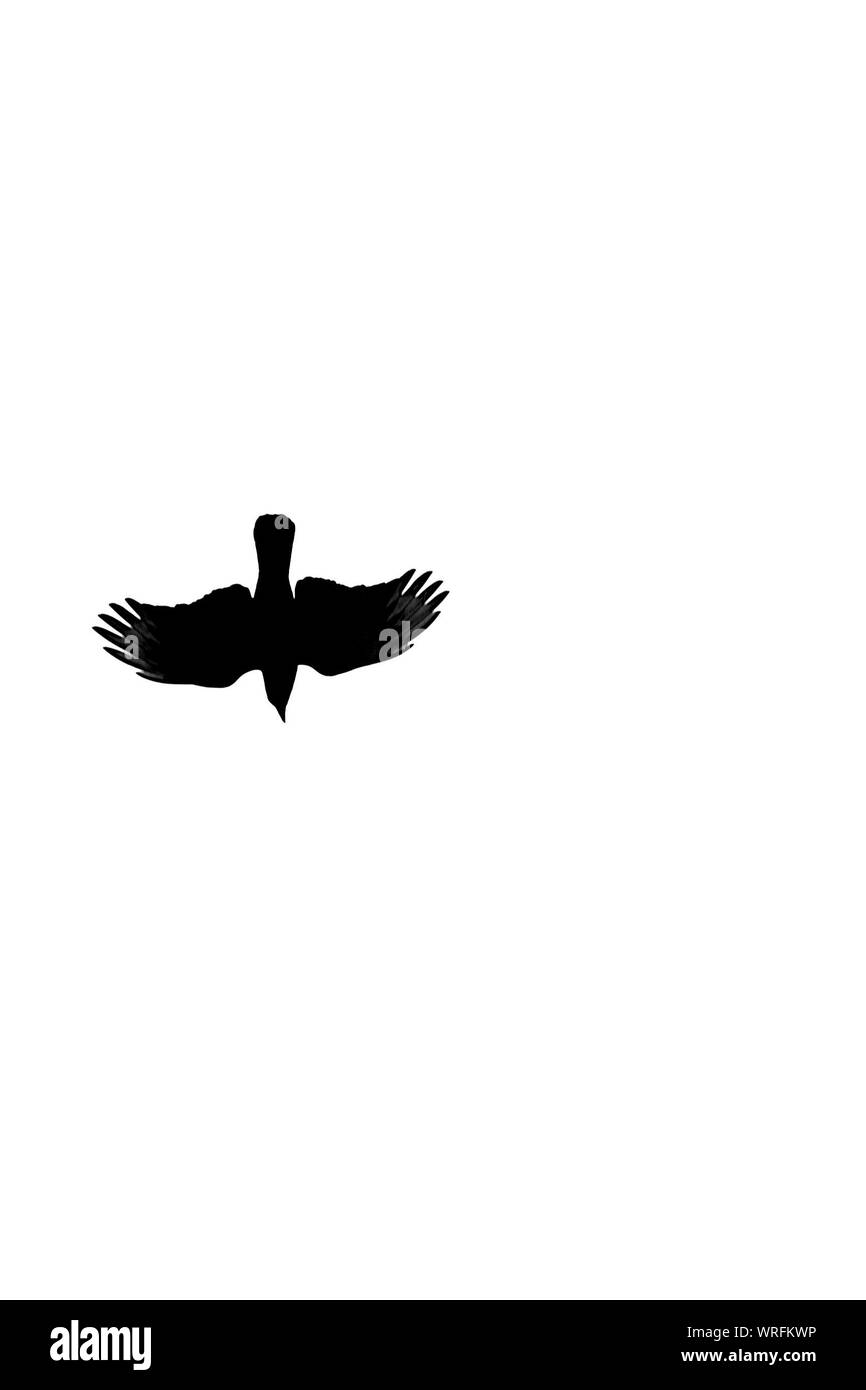 Kite flying Black and White Stock Photos & Images Alamy