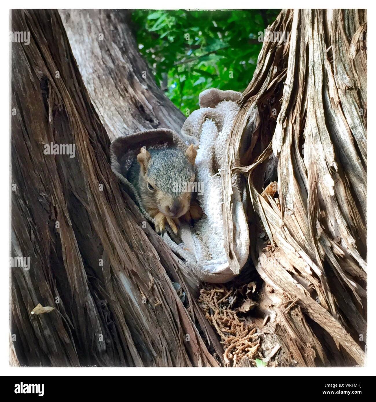 Squirrel In Blanket Stock Photo Alamy Squirrel In Blanket Stock Photo Alamy