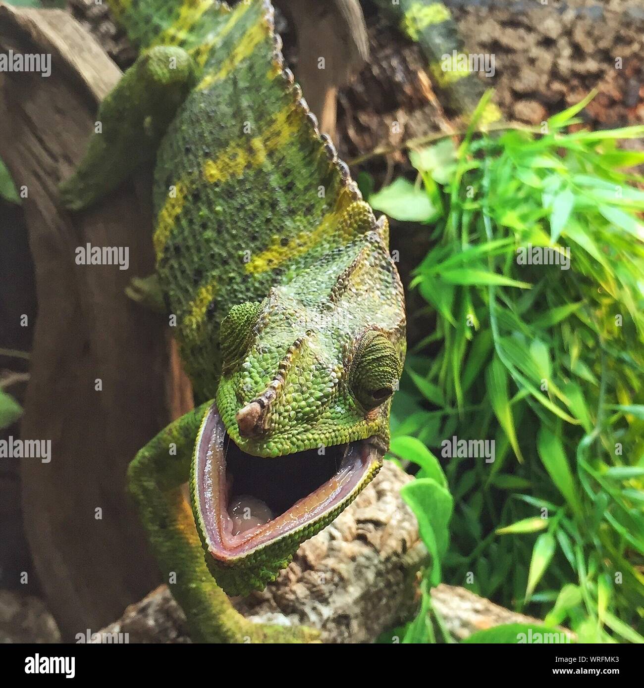 Chameleons In Forest Stock Photo
