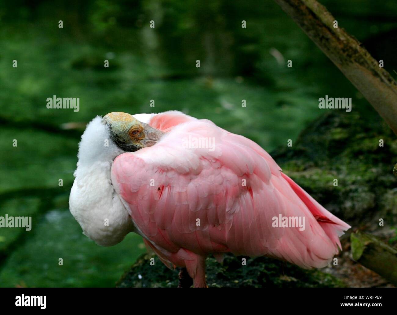 High Angle View Of Roseate Spoonbill Resting By Pond In Jacksonville Zoo Stock Photo
