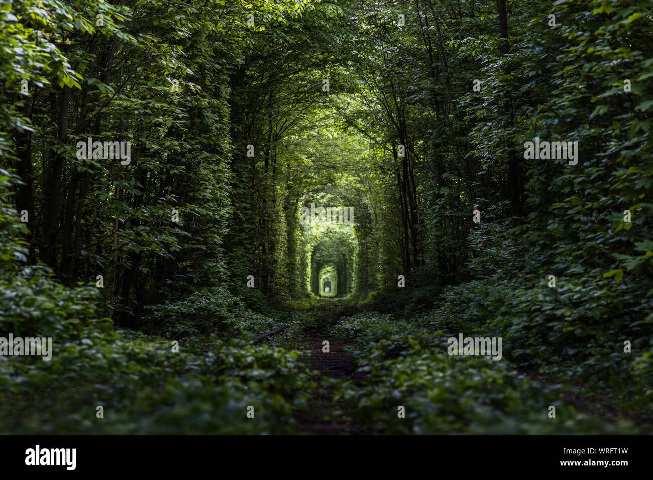 A railway in the green forest, natural tunnel of love formed by trees. Ukraine Stock Photo