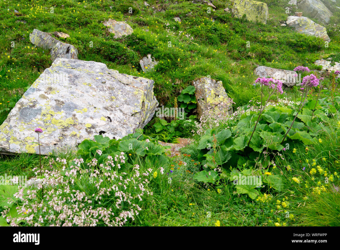 Low-growing flowering alpine plants on mountain rocky ground Stock ...