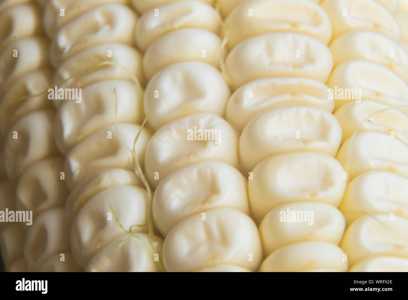 Full frame and macro photo of fresh, organic corn. Stock Photo