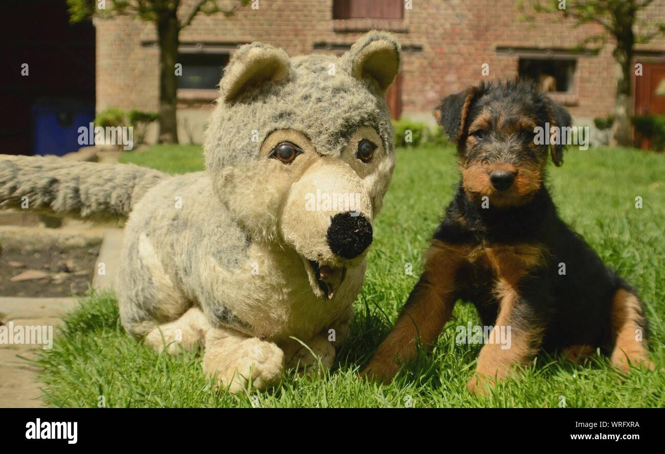 stuffed airedale terrier