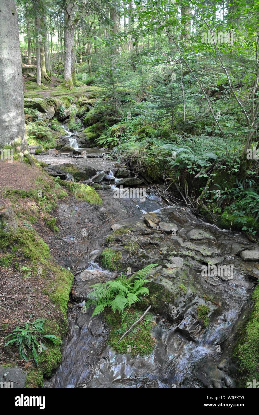 A stream flowing through a woodland environment Stock Photo