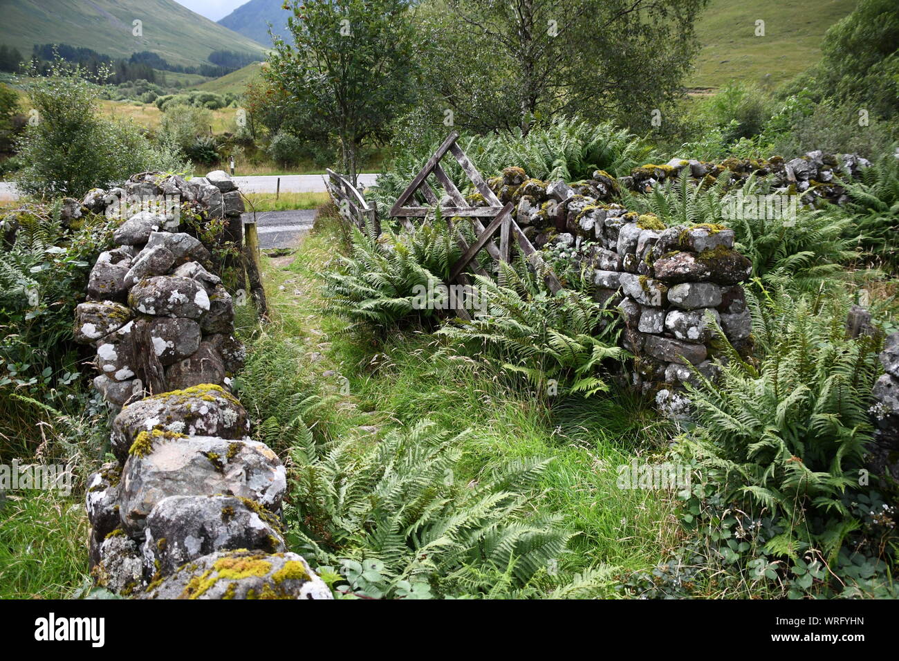 Stone wall overgrown with fern Stock Photo