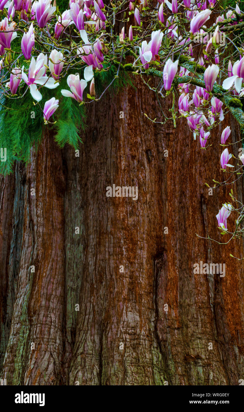 Blooming branches from a nearby plant constrast with the bark of a Cedar tree trunk. Stock Photo