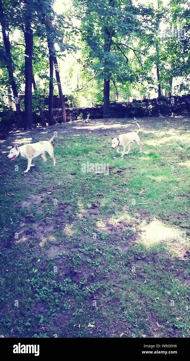 Two Dogs Running On Lawn Stock Photo - Alamy