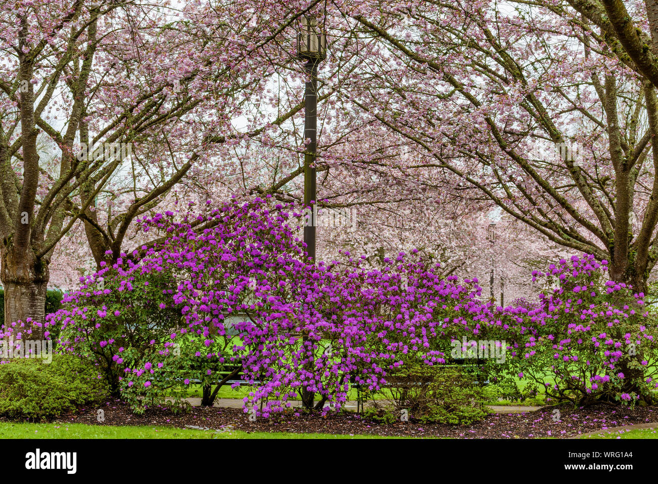 Blooming cherry trees and rhododendrons signs of spring in a park in downtown Salem, Oregon. Stock Photo