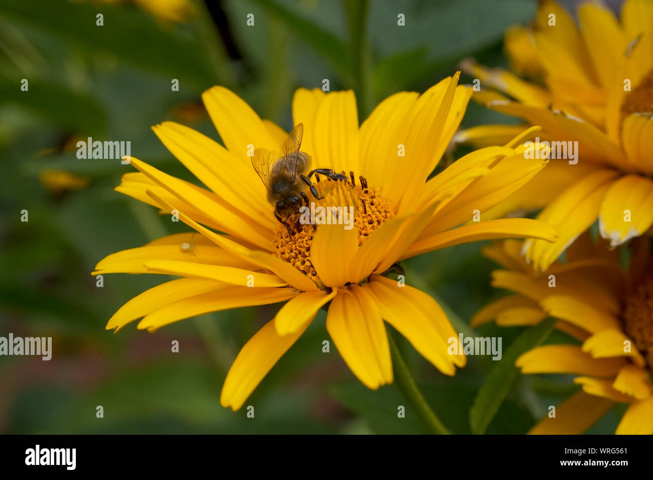 Pollen on petal hi-res stock photography and images - Alamy