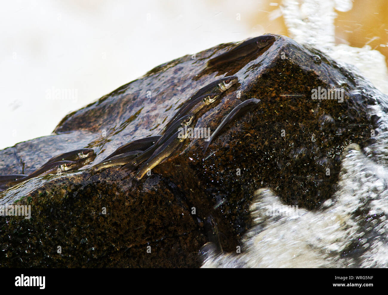 The Red-eyed Labeo is a small fish of rocky and clean fereshwater in East Africa and as far South as the Pondola River. Stock Photo