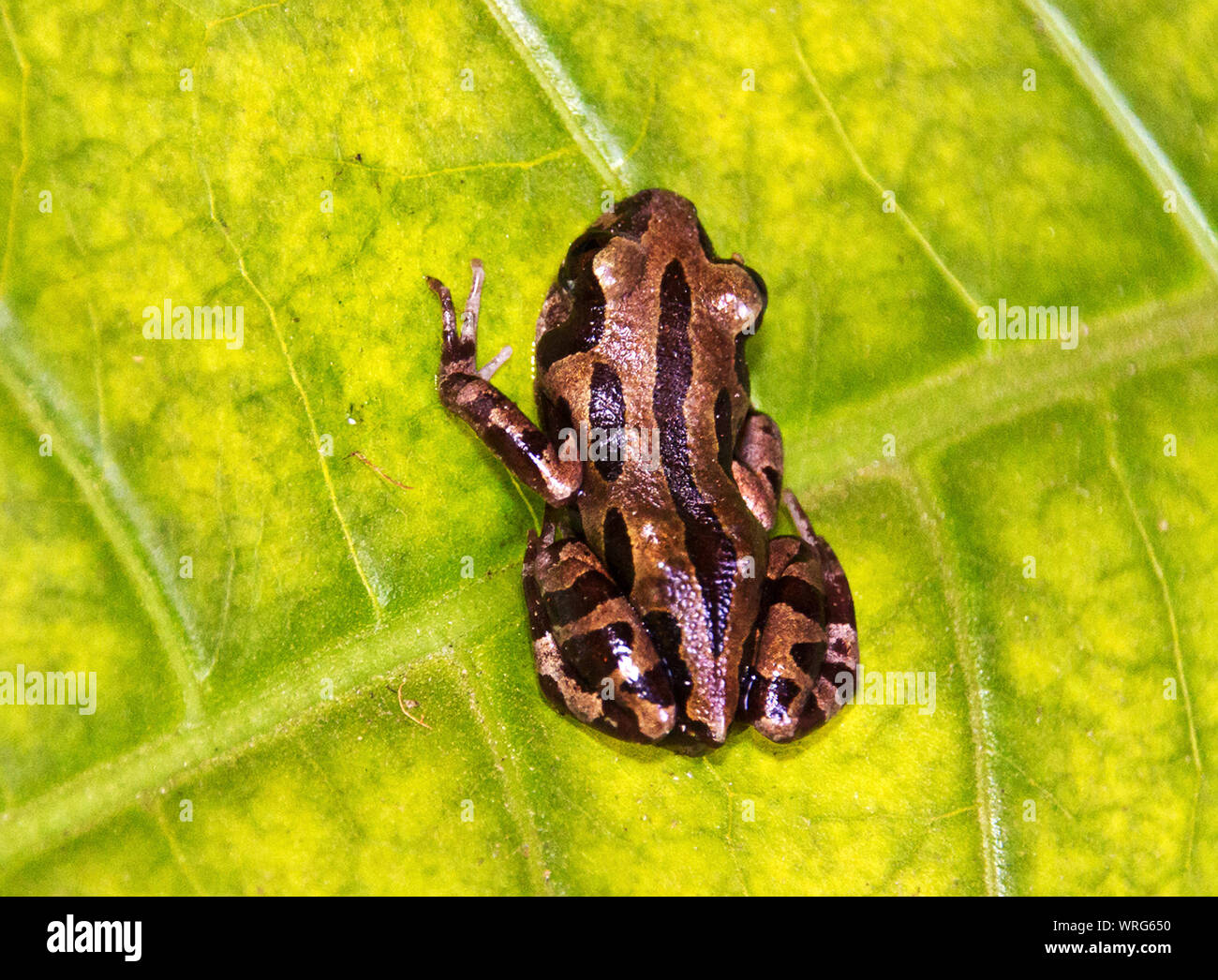The male Senegal Kassina usually calls from the waters edge a nighttime
