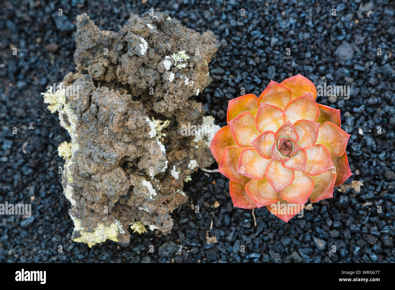 An Aeonium Spathulatum plant growing next to a rock on lava ground the south of La Palma, Spain. Stock Photo