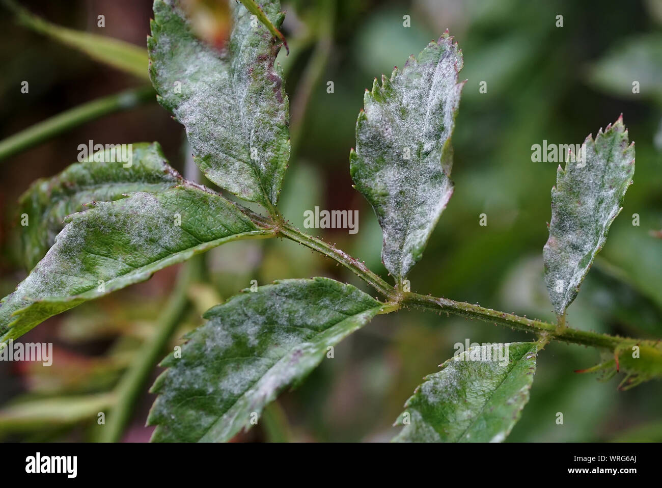 White coating (mold) on the leaves of a sick rose Stock Photo