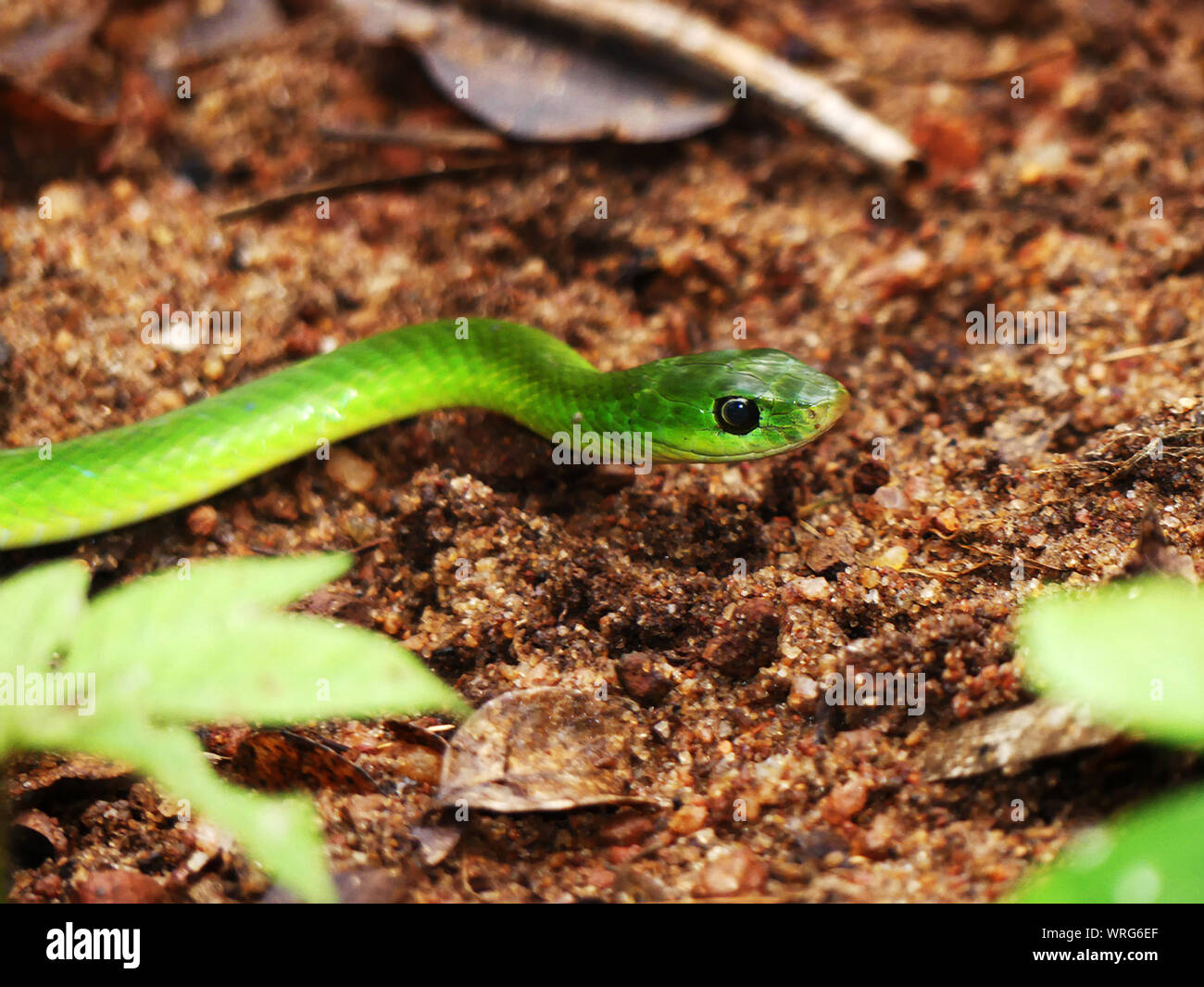 The Slender Green Sanke is a thin snake about 1m long. They are diurnal, harmless and can be encountered on the ground or in the trees. Stock Photo