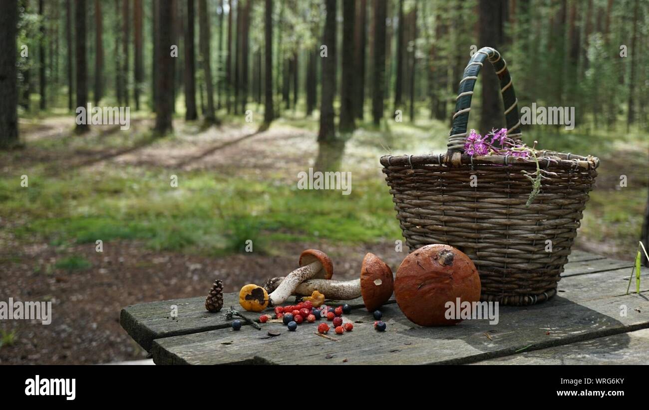 Mushrooms With Strawberries And Blueberries By Wicker Basket On Table At Forest Stock Photo