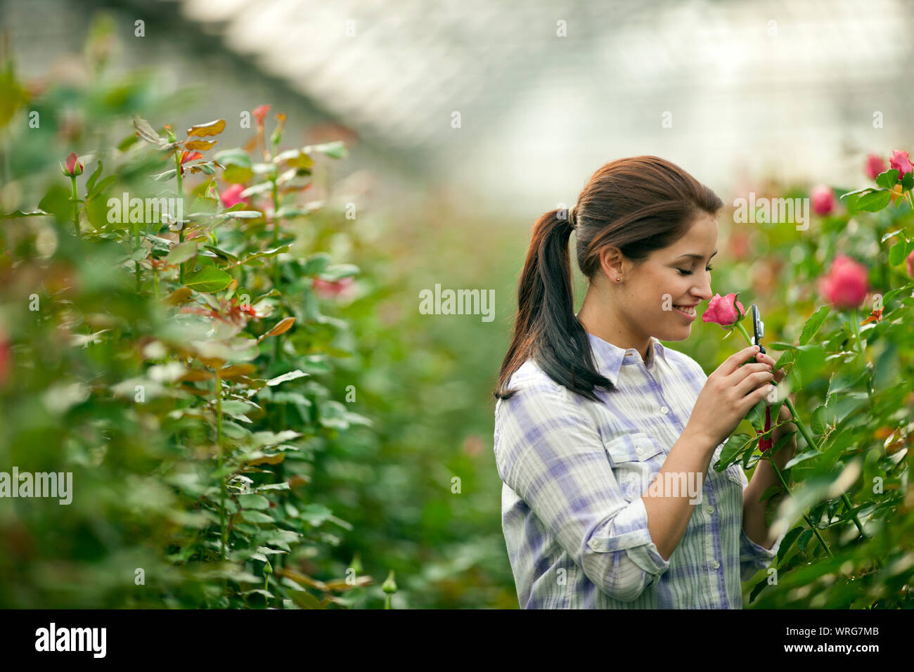 Teenage girl working in a greenhouse Stock Photo - Alamy