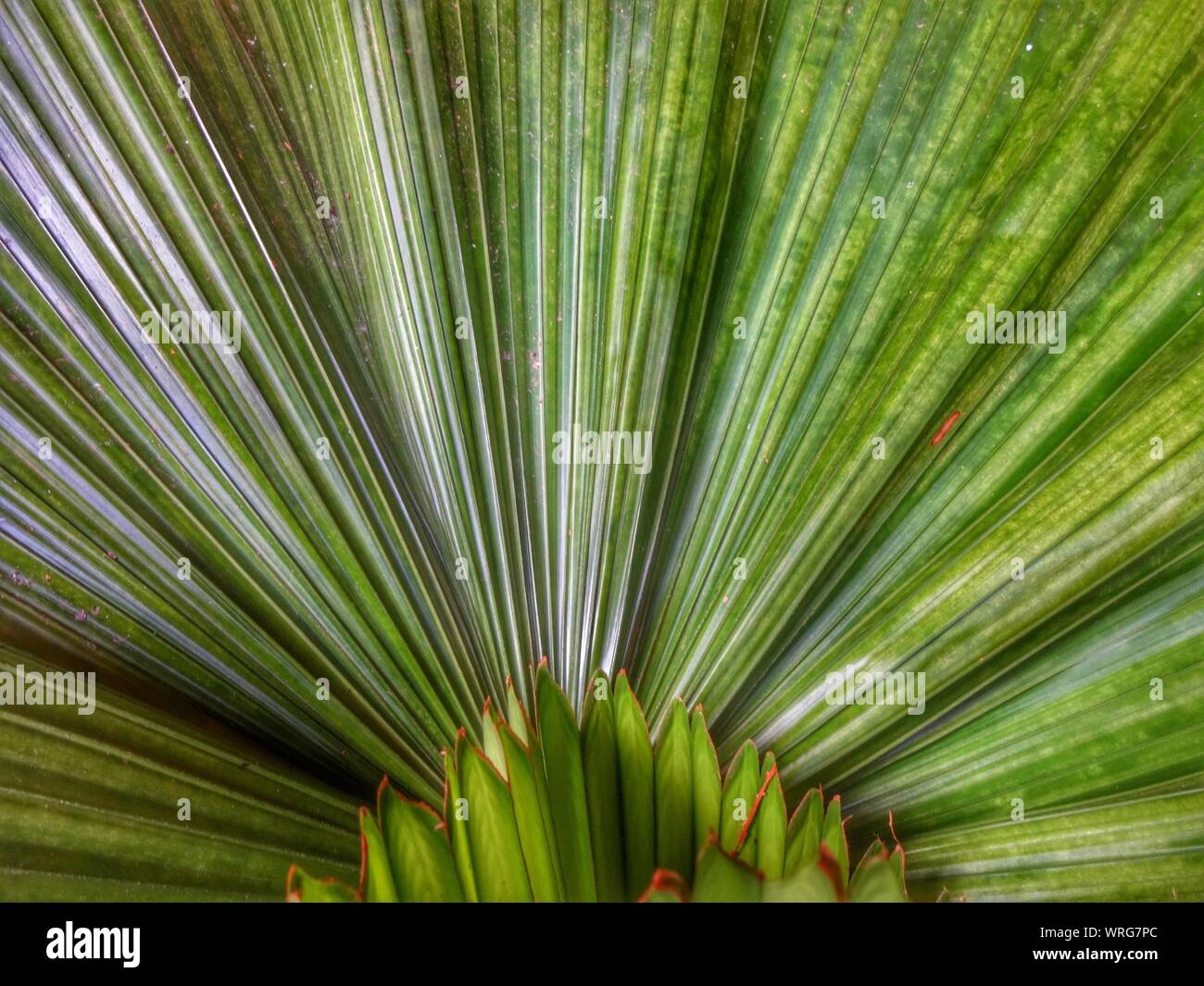 Detail Shot Of Palm Frond Stock Photo