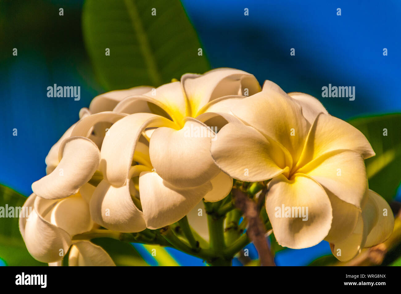 Blossoming white plumeria (frangipani) flowers, the traditional Hawaiian lei flower, Kauai, Hawaii, USA Stock Photo