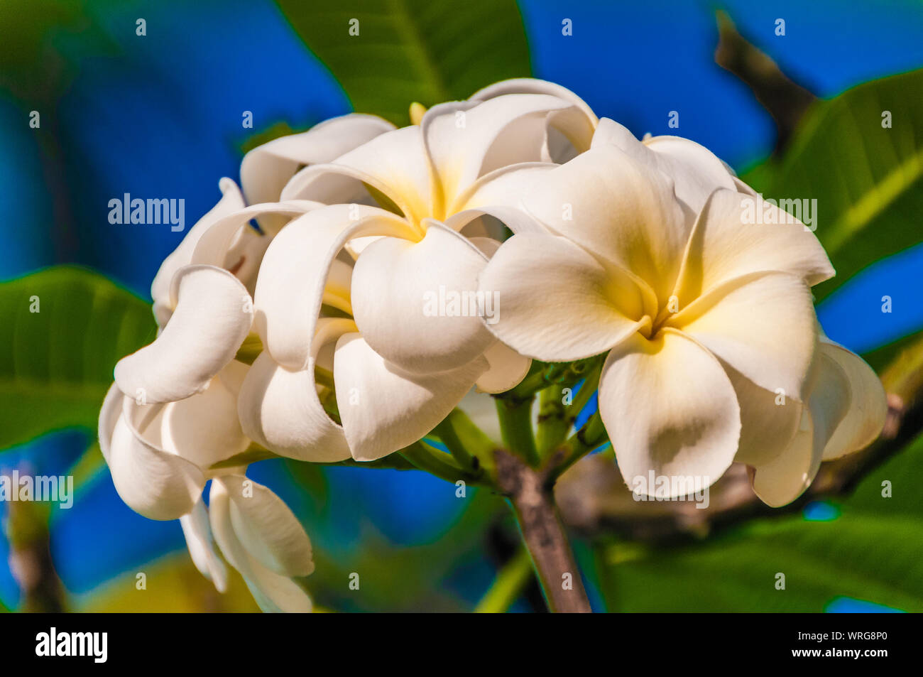 Blossoming white plumeria (frangipani) flowers, the traditional Hawaiian lei flower, Kauai, Hawaii, USA Stock Photo