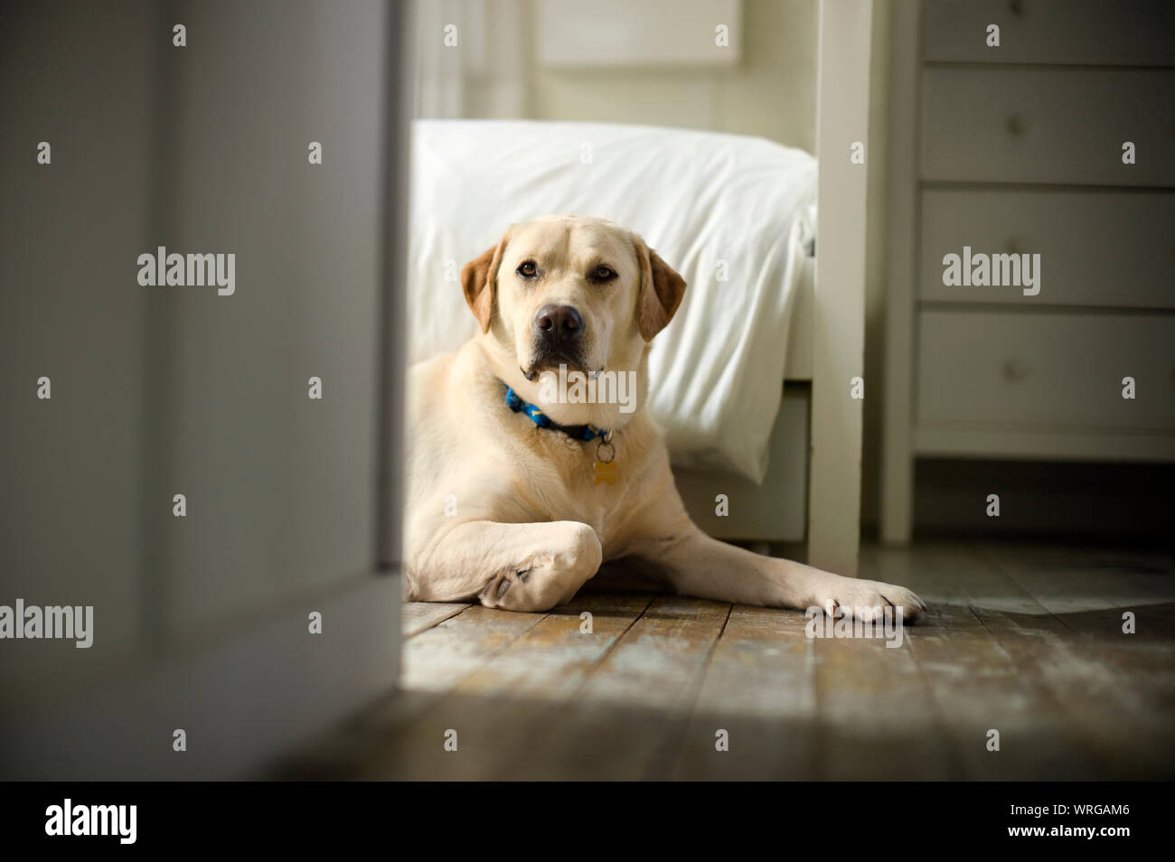 Portrait of a golden labrador. Stock Photo