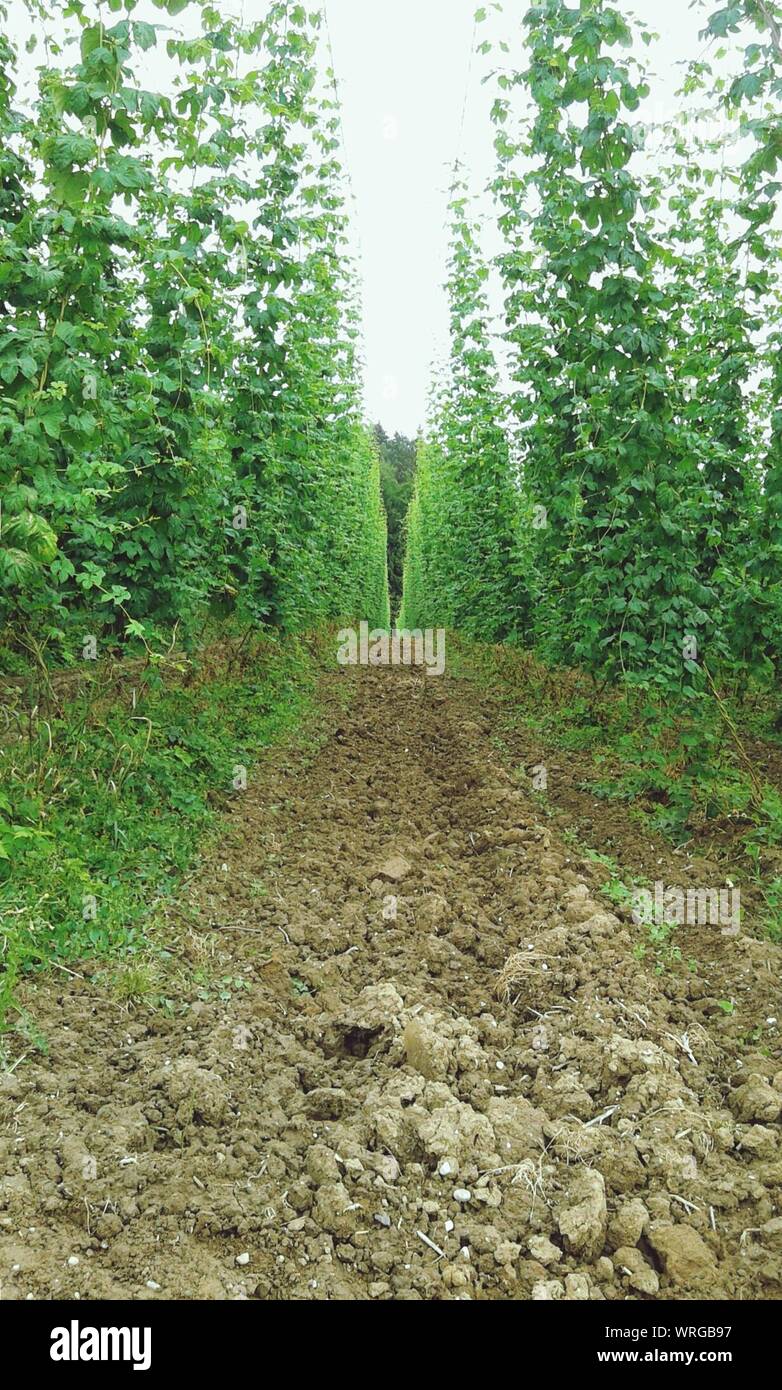 Climbing plants hires stock photography and images Alamy