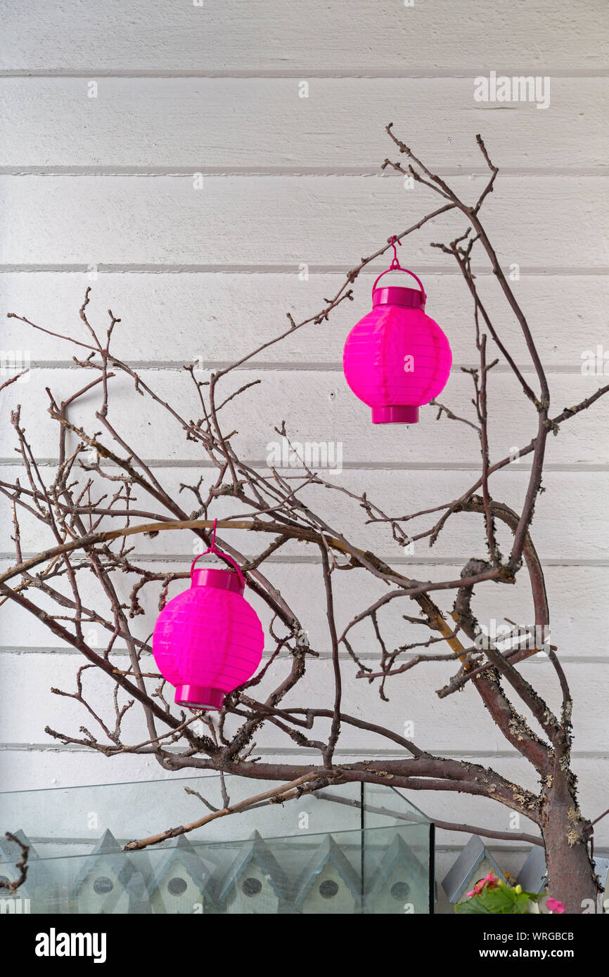 Two Pink Paper Lanterns At Tree Branches Decor Stock Photo Alamy