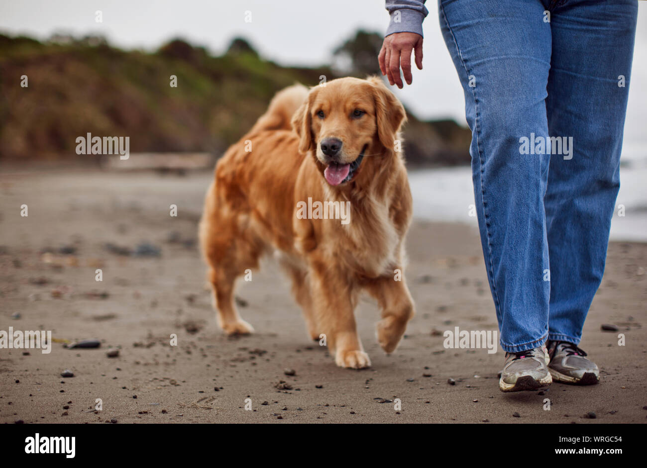 happy dog walking
