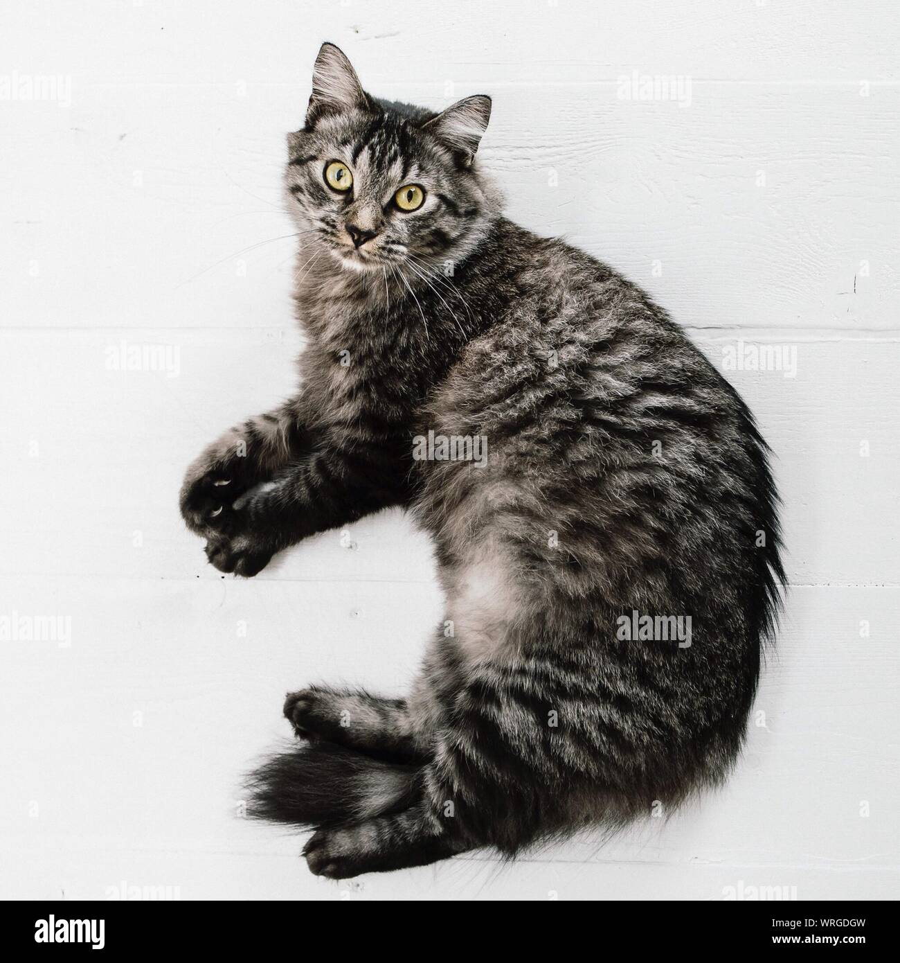 Full Length Portrait Of Cat Lying On Floor Stock Photo