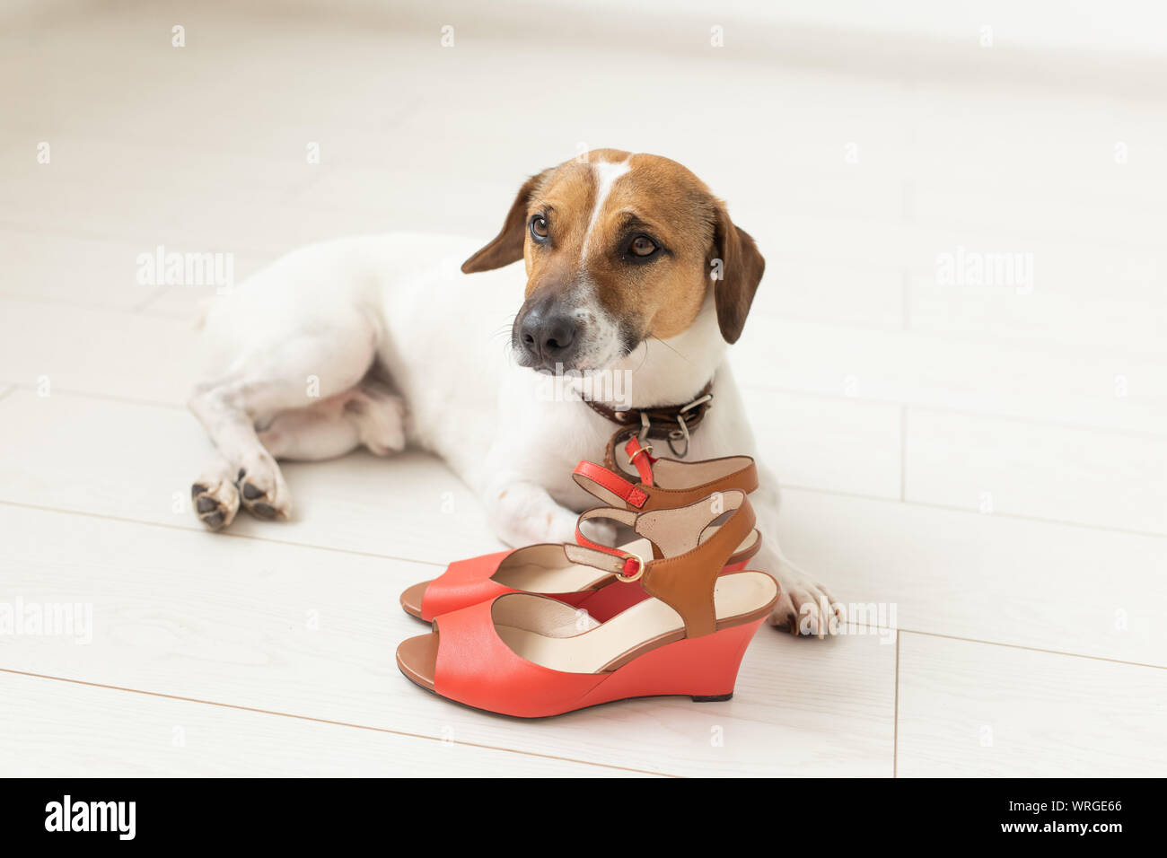 Jack russell terrier shoes online