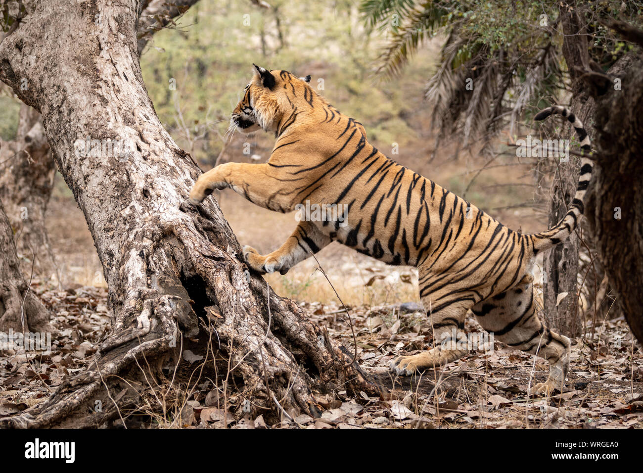 Wild male bengal tiger climbing over a tree trunk while he was on stroll for territory marking in morning safari at Ranthambore - panthera tigis Stock Photo