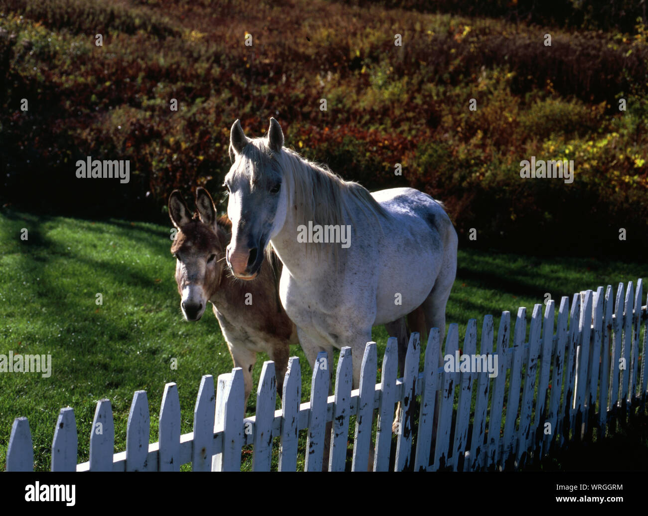American Standardbred horse and donkey in Vermont Stock Photo